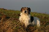 JACK RUSSEL 356